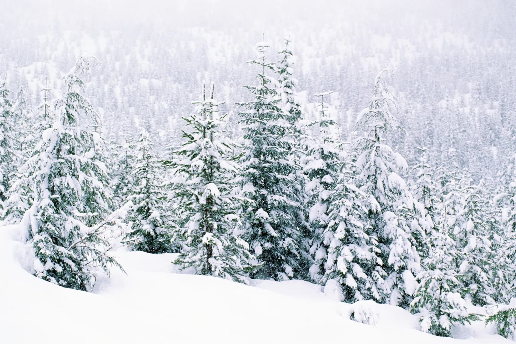 Dense evergreen trees blanketed in fresh white snow on a winter mountainside, creating a soft, serene landscape.