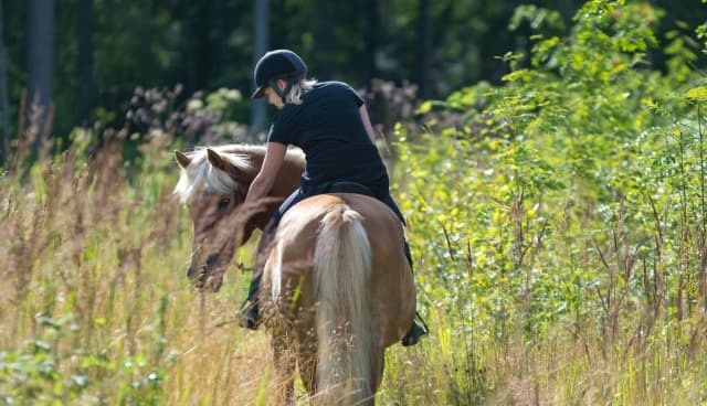 Person riding a light brown horse through a sunlit meadow surrounded by tall grass and green forest vegetation