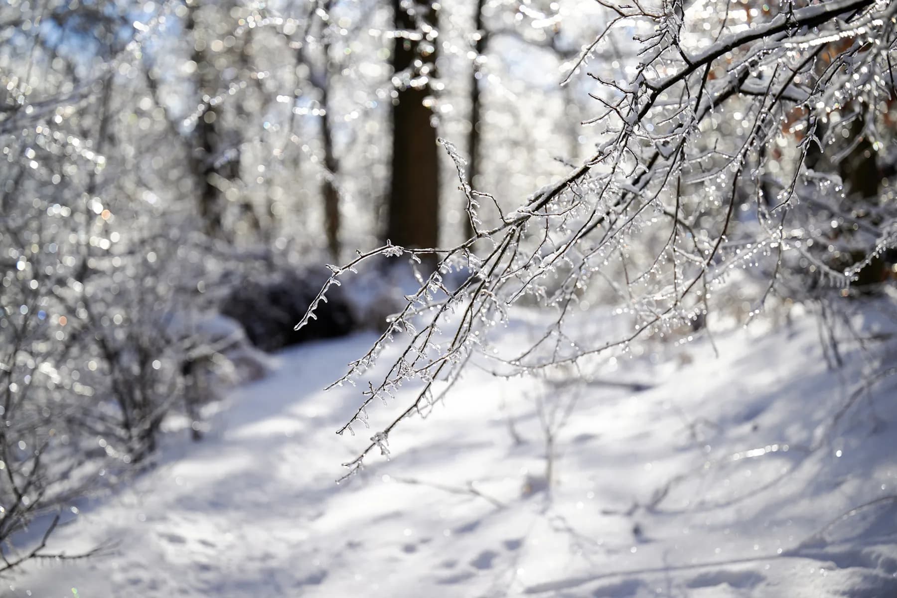 Close-up of tree branches coated in glistening ice on a snowy winter day with soft sunlight in the background.