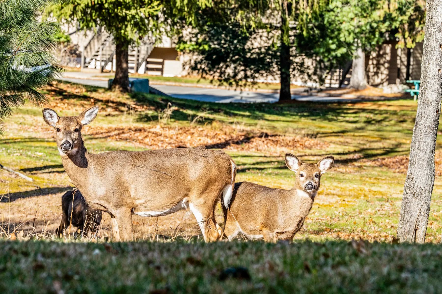 Two deer standing on a grassy area near trees in a residential community, looking toward the camera in bright daytime light.